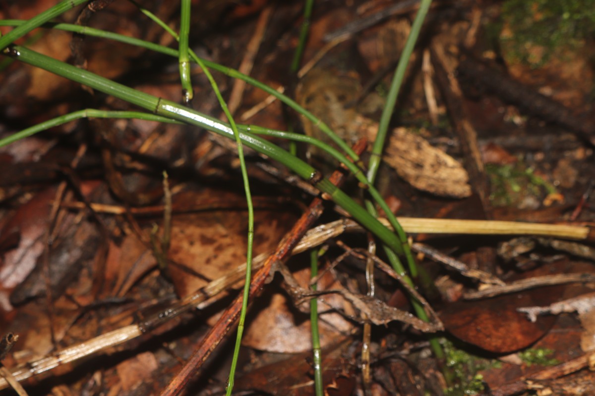 Equisetum ramosissimum  Desf.